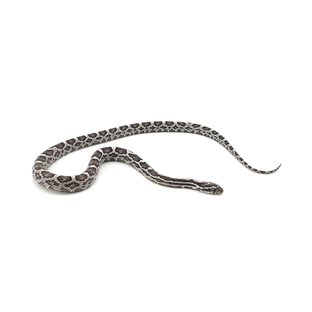 Anery Het Microscale Pos Het Albino Corn Snake