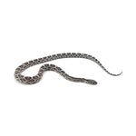 Anery Het Microscale Pos Het Albino Corn Snake