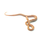 Saffron Striped Corn Snake