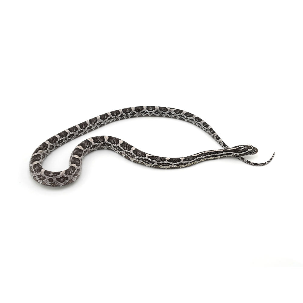 Anery Het Microscale Pos Het Albino Corn Snake
