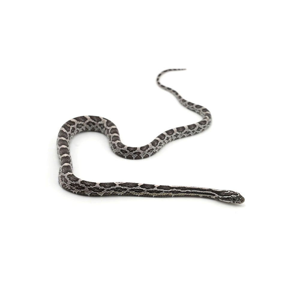 Anery Het Microscale Pos Het Albino Corn Snake