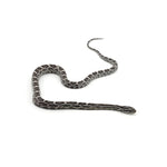 Anery Het Microscale Pos Het Albino Corn Snake