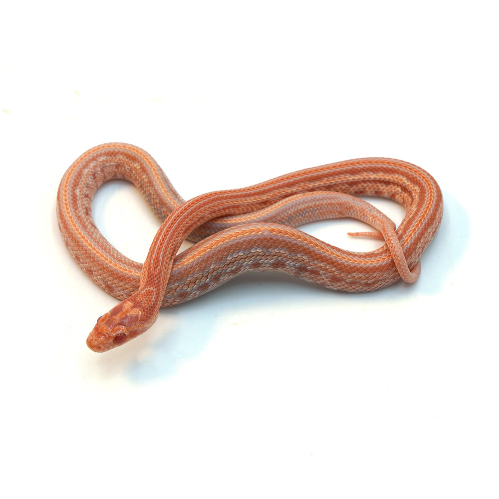 Amel Sunrise Tessera Corn Snake