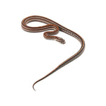 Microscale Tessera Het Anery Pos Het Albino Corn Snake