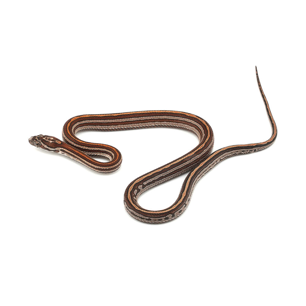 Microscale Tessera Het Anery Pos Het Albino Corn Snake