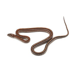 Microscale Tessera Het Anery Pos Het Albino Corn Snake