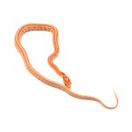 Amel Sunrise Tessera Corn Snake