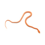 Amel Sunrise Tessera Corn Snake