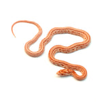 Amel Sunrise Tessera Corn Snake