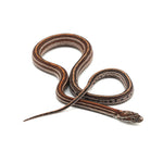 Microscale Tessera Het Anery Pos Het Albino Corn Snake