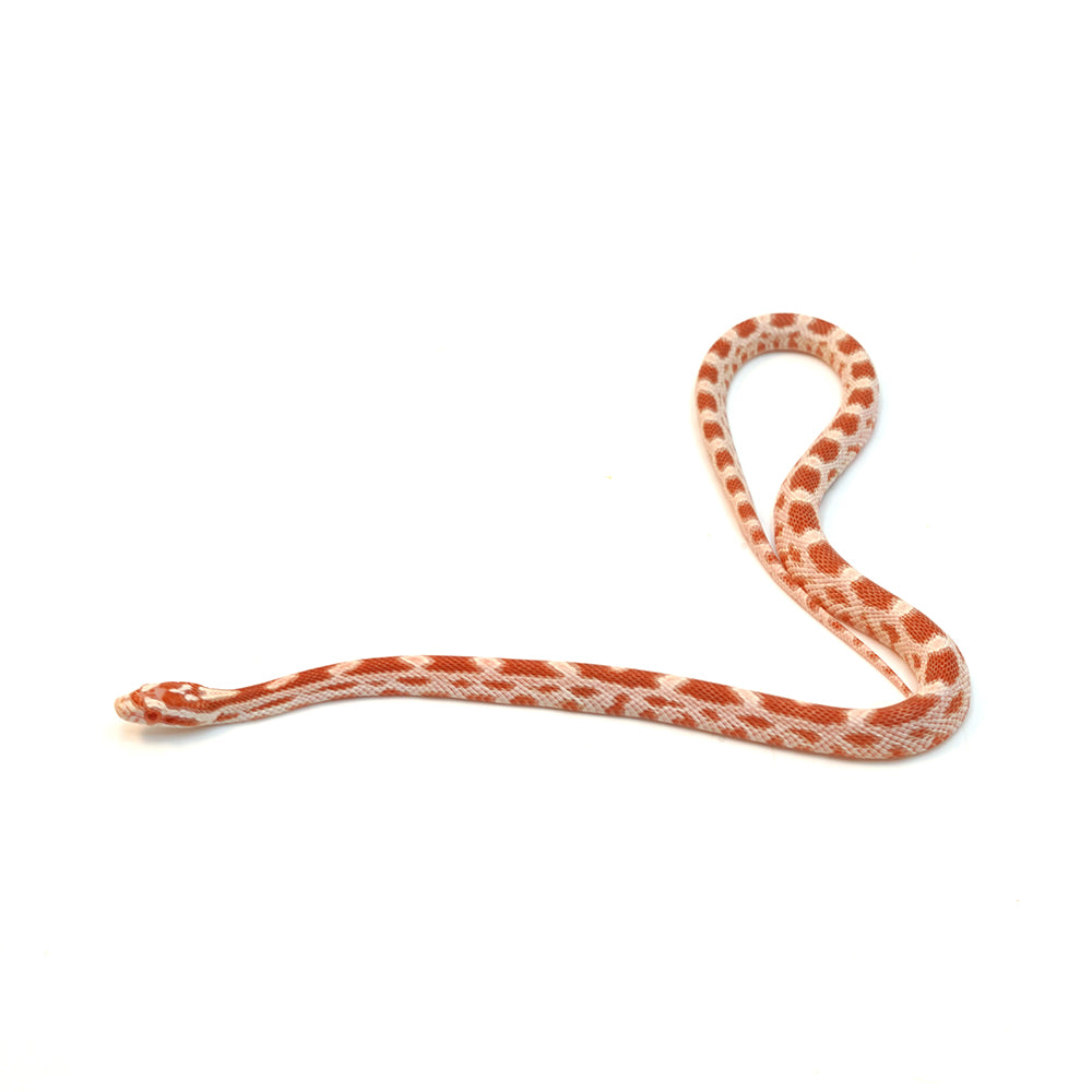 Fire Sunkissed Corn Snake