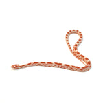 Fire Sunkissed Corn Snake