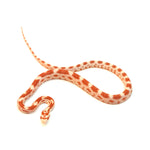 Fire Sunkissed Corn Snake