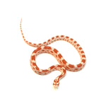 Fire Sunkissed Corn Snake