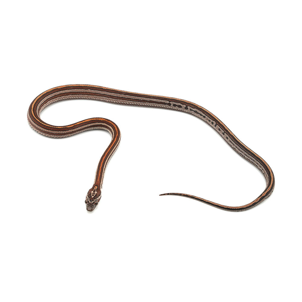 Microscale Tessera Het Anery Pos Het Albino Corn Snake
