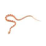 Fire Sunkissed Corn Snake