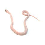 Charcoal Palmetto Corn Snake