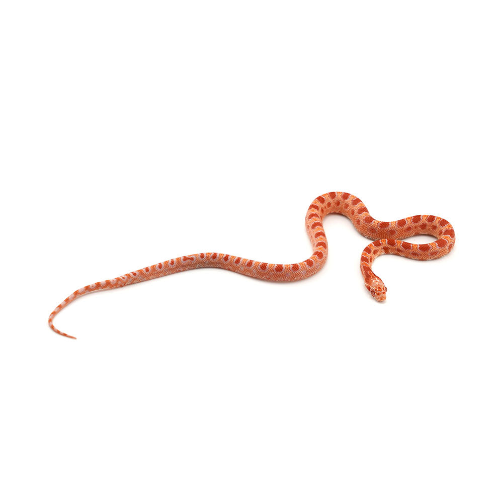 Microscale Albino Het Anery Corn Snake