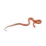 Microscale Albino Het Anery Corn Snake
