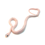 Charcoal Palmetto Corn Snake