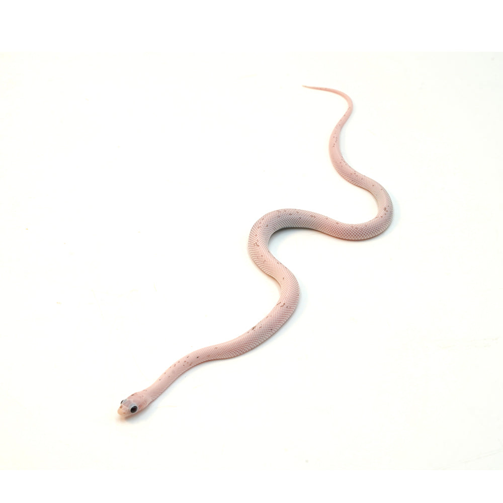 Charcoal Palmetto Corn Snake