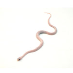 Charcoal Palmetto Corn Snake
