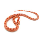 Microscale Albino Het Anery Corn Snake