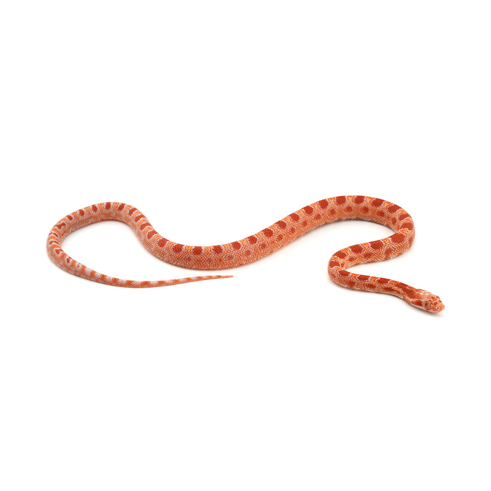 Microscale Albino Het Anery Corn Snake