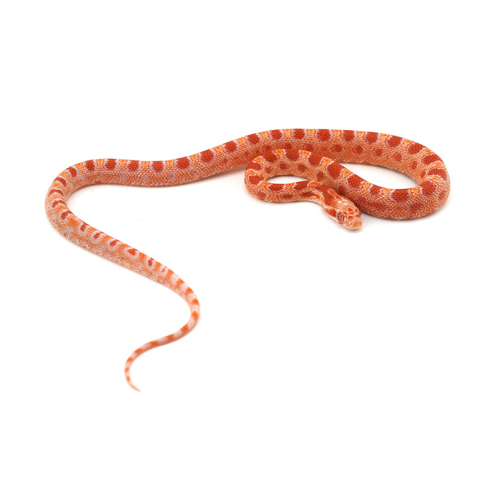 Microscale Albino Het Anery Corn Snake