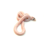 Palmetto Corn Snake