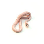 Palmetto Corn Snake