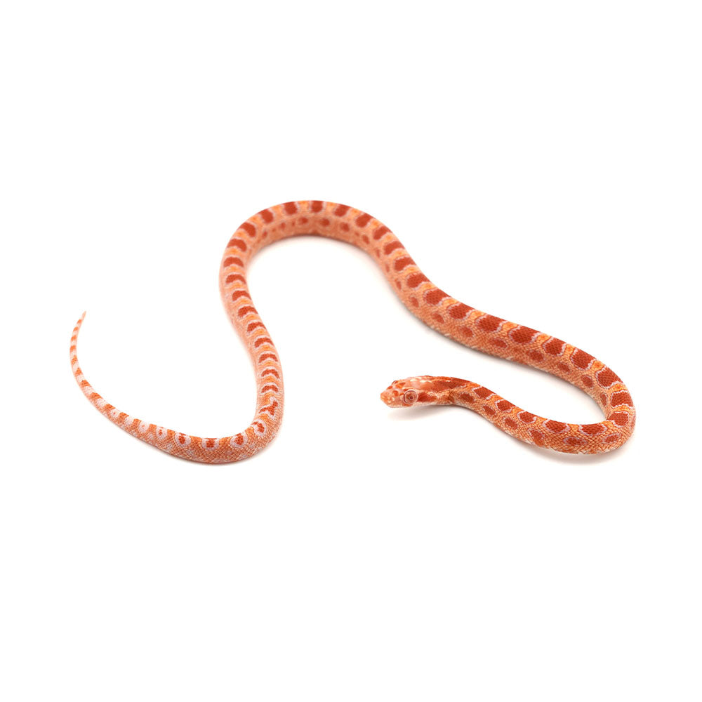 Microscale Albino Het Anery Corn Snake