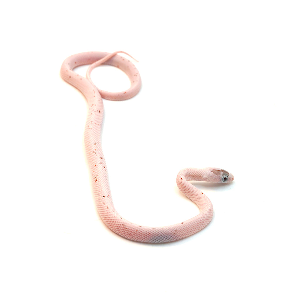 Palmetto Corn Snake