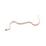 Palmetto Corn Snake
