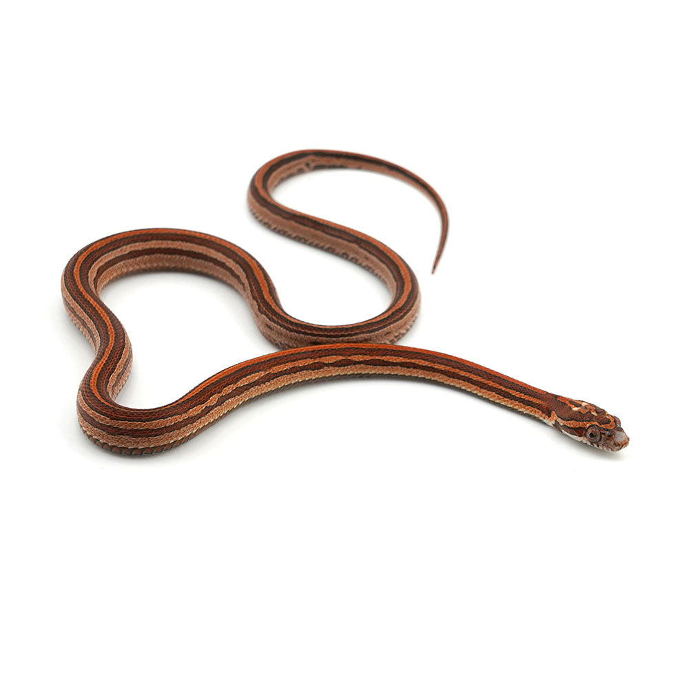 Microscale Tessera Het Anery Pos Het Albino Corn Snake