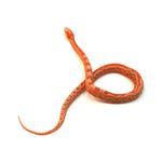 Albino Reverse Okeetee Scaleless Corn Snake