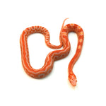 Albino Reverse Okeetee Scaleless Corn Snake