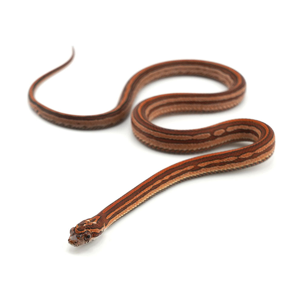 Microscale Tessera Het Anery Pos Het Albino Corn Snake