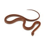 Microscale Tessera Het Anery Pos Het Albino Corn Snake