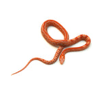 Albino Reverse Okeetee Scaleless Corn Snake