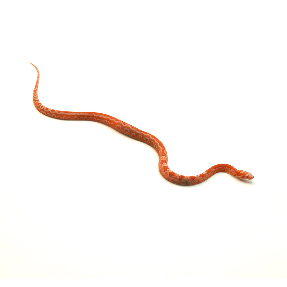 Albino Reverse Okeetee Scaleless Corn Snake