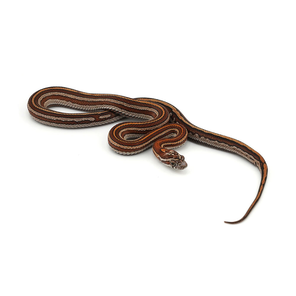 Microscale Tessera Het Anery Pos Het Albino Corn Snake