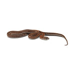 Microscale Tessera Het Anery Pos Het Albino Corn Snake