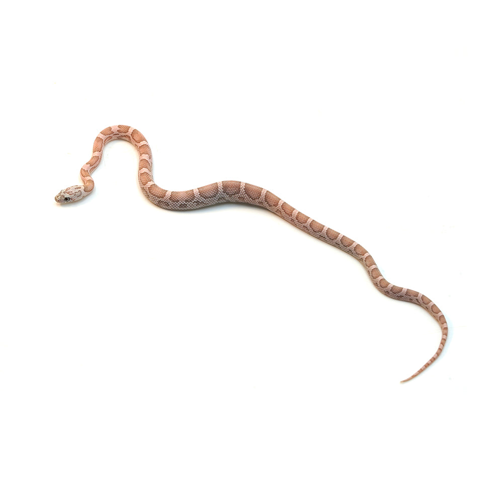 Coral Gohst Sunkissed Motley Corn Snake