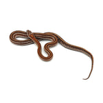 Microscale Tessera Het Anery Pos Het Albino Corn Snake