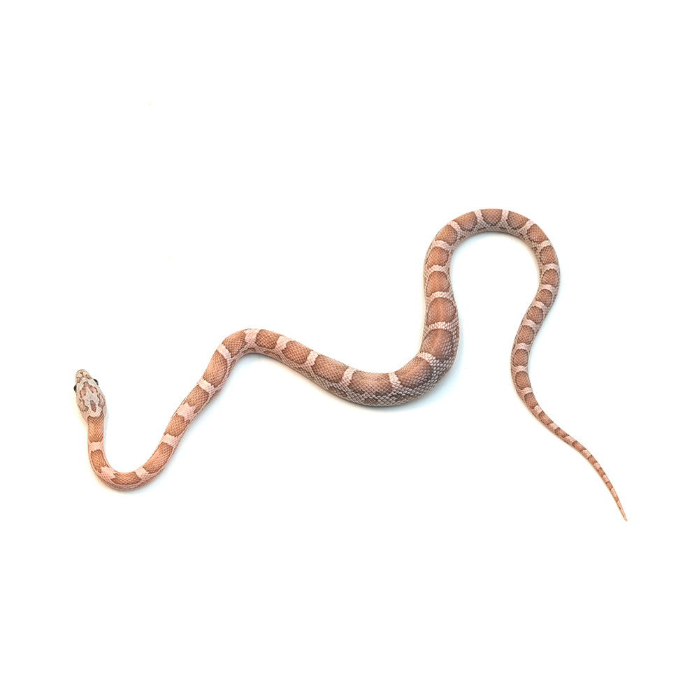Coral Gohst Sunkissed Motley Corn Snake