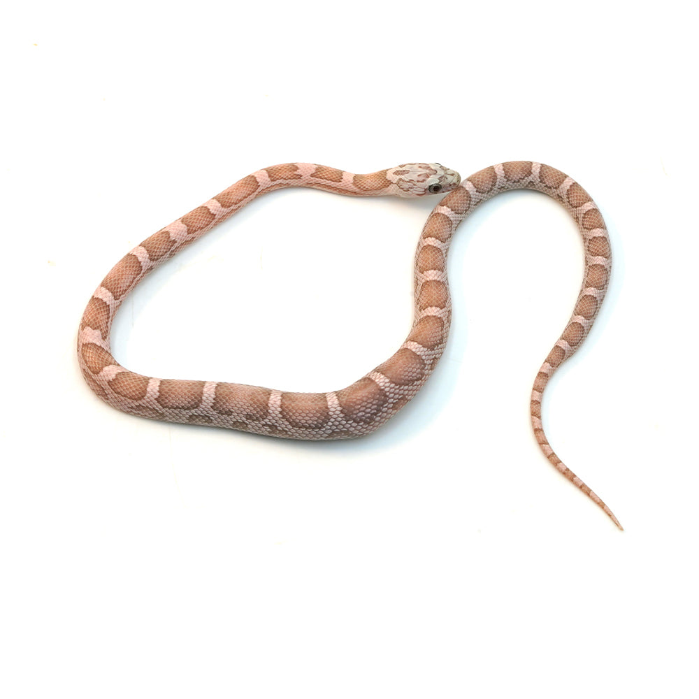 Coral Gohst Sunkissed Motley Corn Snake