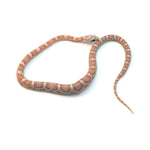 Coral Gohst Sunkissed Motley Corn Snake