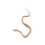 Coral Gohst Sunkissed Motley Corn Snake