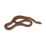 Microscale Tessera Het Anery Pos Het Albino Corn Snake